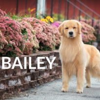 Bailey(1) copy