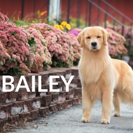 Bailey(1) copy