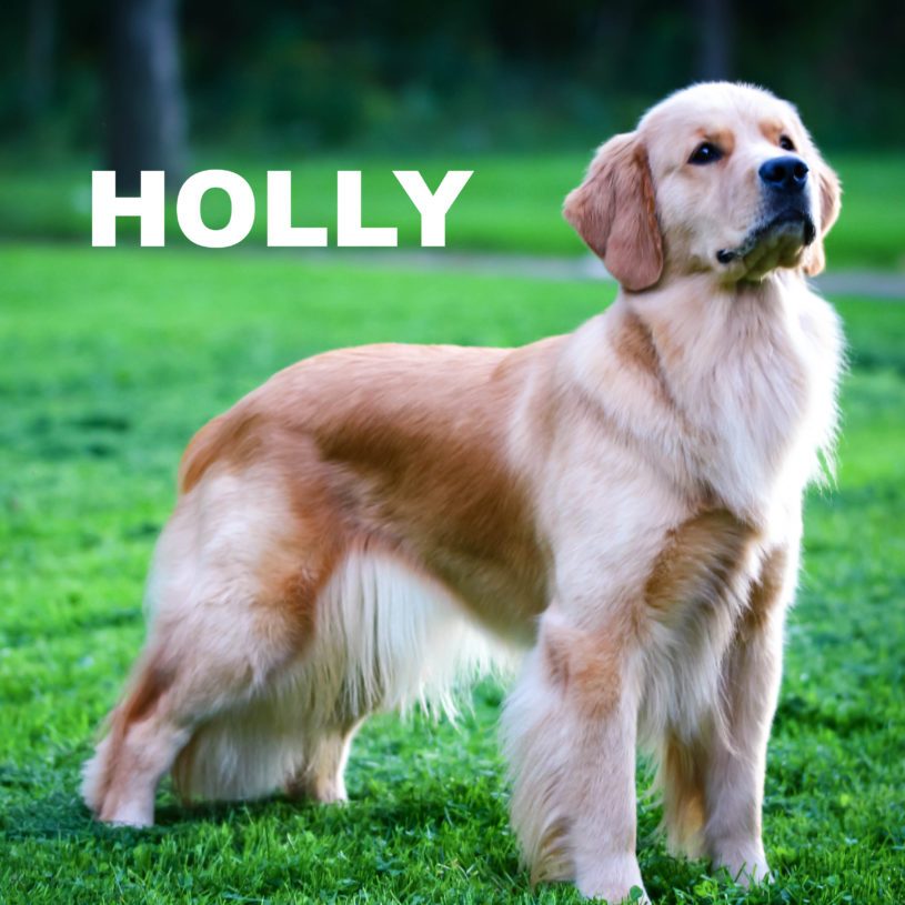 Holly