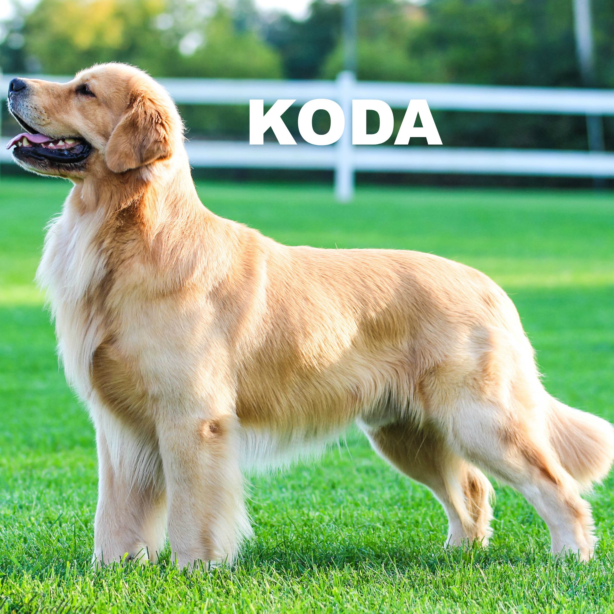 IMG_1624KodaPSregal copy