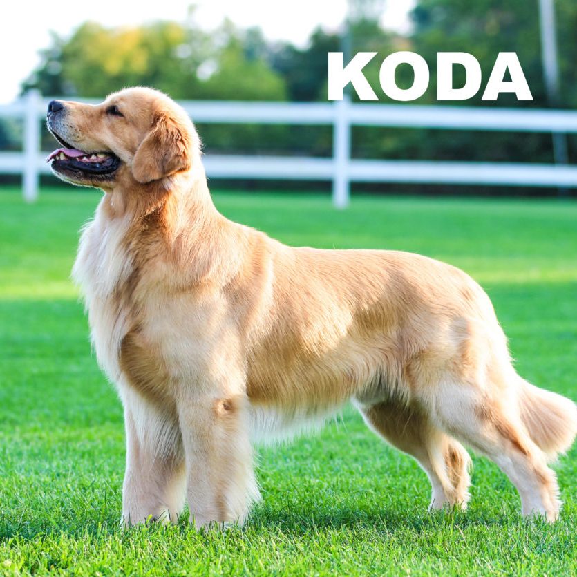 Koda