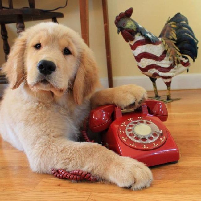 puppy phone